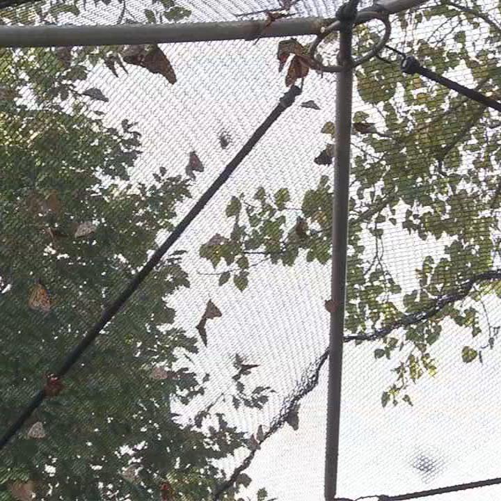 MONARCH FESTIVAL 10VO.transfer_frame_0.jpg